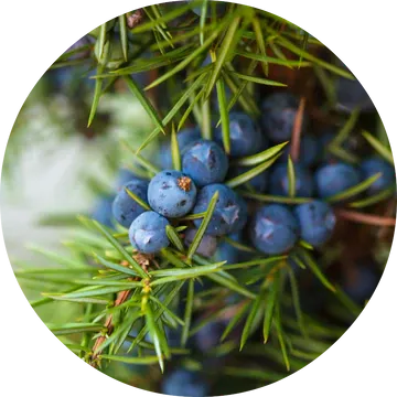 Juniper Berry Essential Oil - Living Libations