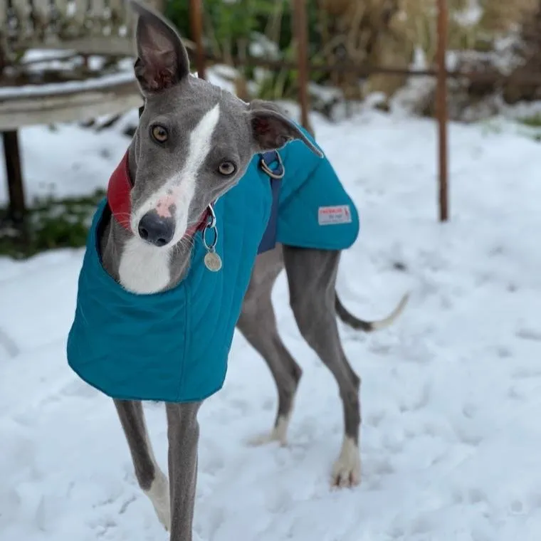 Warm Waterproof Whippet Coat